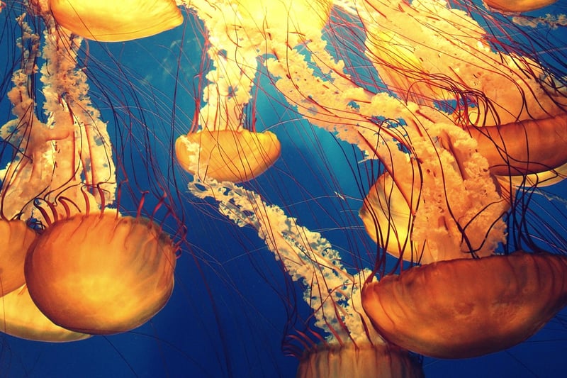 Deep Sea Exploration