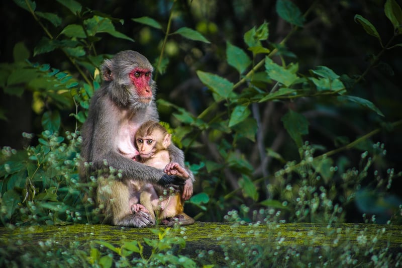 Jungle Wildlife