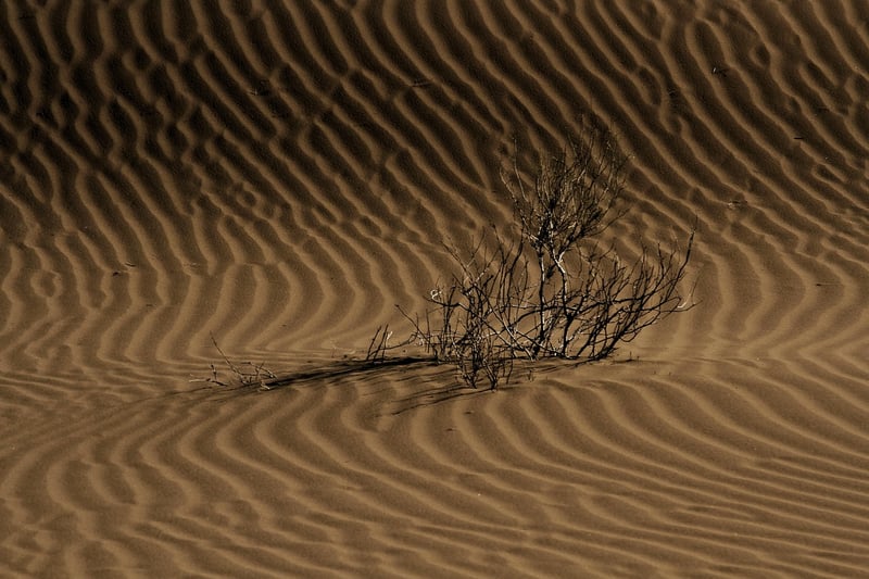 Desert Sunset