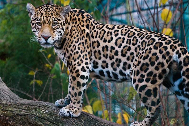 Jaguar in the Jungle