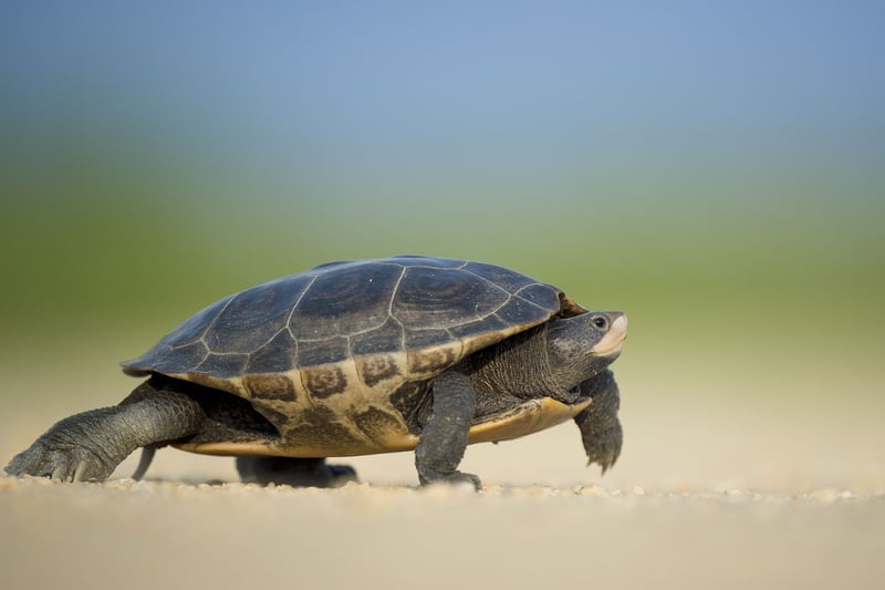 Deep Sea Turtle